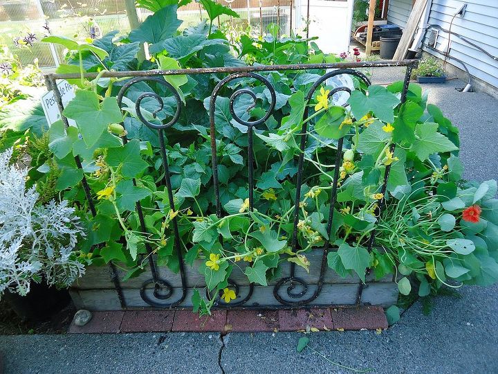 how to use old junk in the garden, gardening, repurposing upcycling, Then to keep the cucumbers off the ground I decided to use another gate I like this one