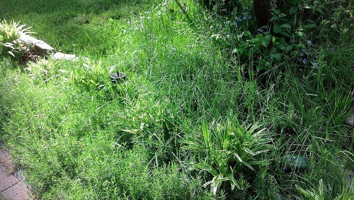 how do i get grass out of a phlox bed