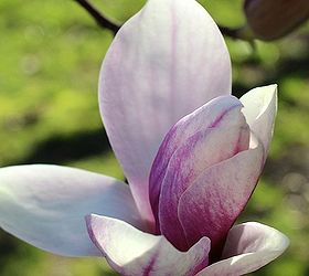 stunning magnolia in bloom, flowers, gardening, Another beautiful bloom