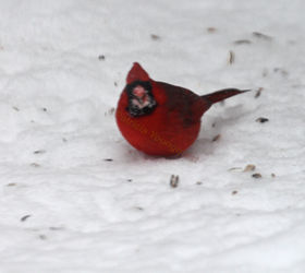 on keeping a virtual garden notebook, container gardening, decks, gardening, outdoor living, pets animals, urban living, GOT SNOW Image of Mac my visiting cardinal the during NYC s recent snowstorm This picture was featured on TLLG s FB Page