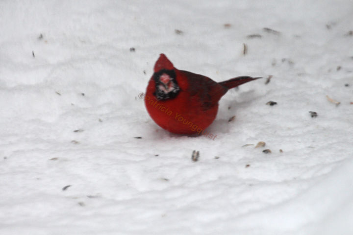 cmo llevar un cuaderno de notas virtual sobre el huerto, HAY NIEVE Imagen de Mac mi cardenal visitante el durante la reciente tormenta de nieve de NYC Esta foto fue presentada en la p gina de FB de TLLG