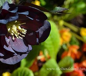 starlette s of the shade garden, flowers, gardening, Hellebores Onyx Odyssey another stunning double hellebores for late spring and into summer in the shade garden Pair this beauty with light or bright coloured blooms for added drama
