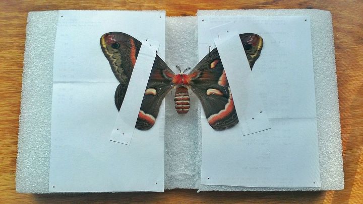 moth for wall art, crafts, home decor, Mounting the wings