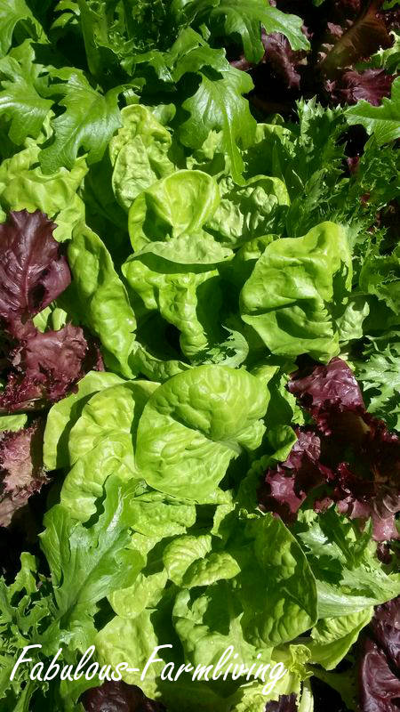 what s growing in the veggie patch, gardening, Gorgeous mix of lettuce