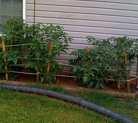my vegetable garden, gardening, I plant a variety of Tomatoes including Plum