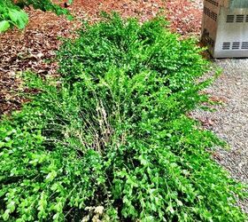 what is causing my boxwoods to look like this