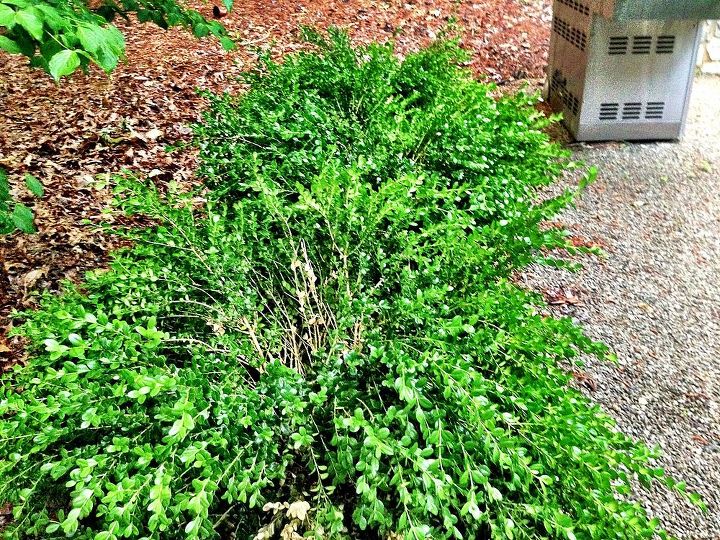 what is causing my boxwoods to look like this, gardening