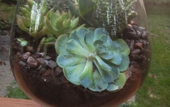 DIY Succulent Terrarium!
