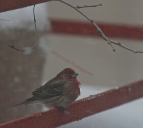 on keeping a virtual garden notebook, container gardening, decks, gardening, outdoor living, pets animals, urban living, Another view of the house finch in his puffy jacket