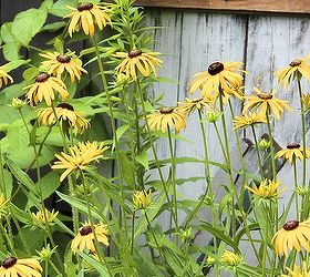 five favourites for mid summer blooms, flowers, gardening, perennials, native rudbeckia or black eyed susan