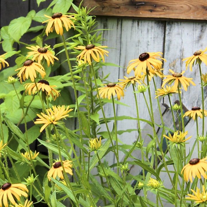 five favourites for mid summer blooms, flowers, gardening, perennials, native rudbeckia or black eyed susan