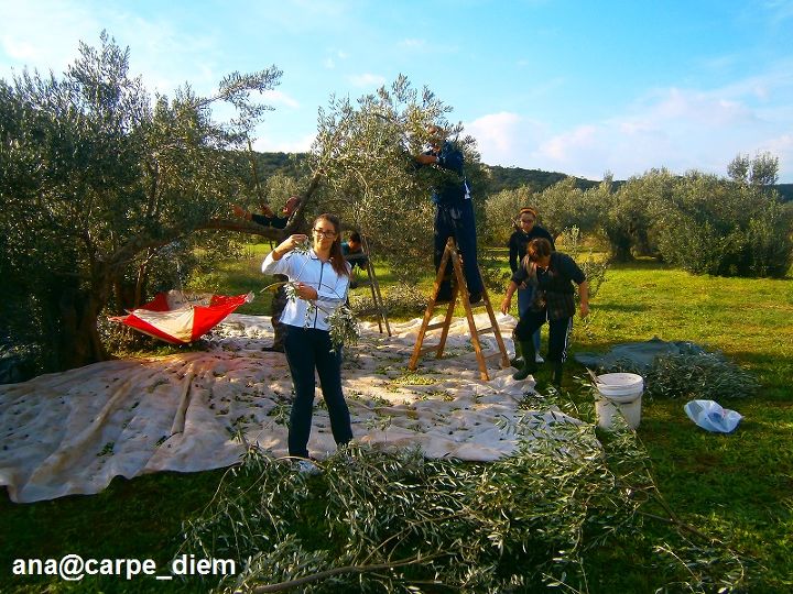 olives harvest time, gardening, Like in most of the families we all go into fields When the team is right it is a day well spent