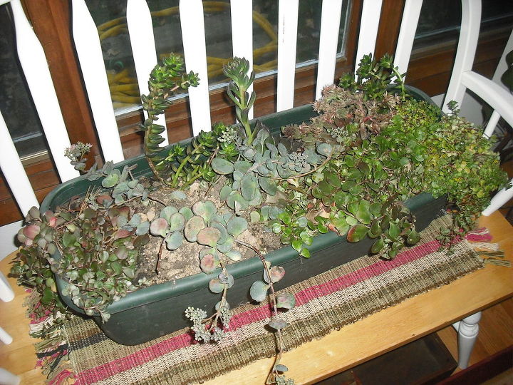 my succalent garden brought in for winter and coleus rooting for spring, gardening, I have four big windows behind this for sun n light