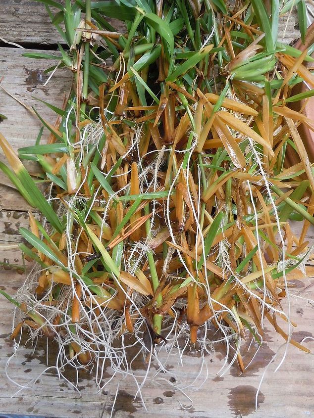 rooting cuttings, gardening, These cuttings WITH aeration had many more roots
