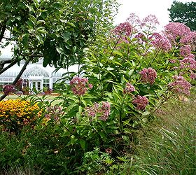 stan hywet s three acre great garden part 1, flowers, gardening, perennials, Joe Pye weed Eutrochium purpurea another name change alert with switch grass Panicum virgatum Heavy Metal in front of the greenhouse that sits down the hill from the Great Garden