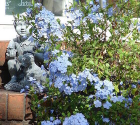 fall in rural north alabama, flowers, landscape, outdoor living, The plumbago is blooming like crazy must have energy to burn before the first frost
