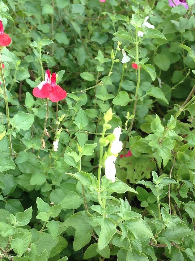 help can anyone tell me what type of plant this is, flowers, gardening, Adding closeup pic