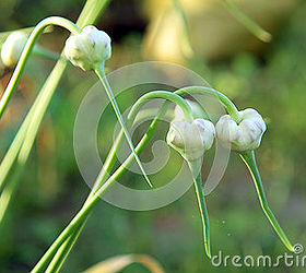 celebrate garlic easy to grow and healthy for you, flowers, gardening, Garlic blossoms