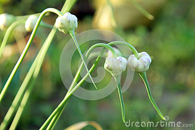 celebrate garlic easy to grow and healthy for you, flowers, gardening, Garlic blossoms