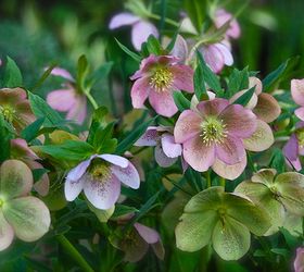 lenten roses for your spring shade garden, gardening, A pink Lenten Rose Helleborus orientalis