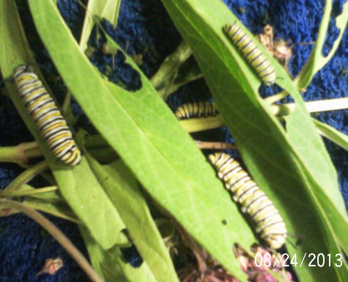 monarch caterpillars, flowers, gardening, pets animals