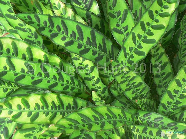 variegated foliage yea or nay, gardening, This one too