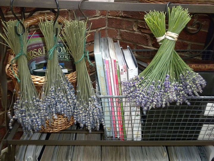 growing using lavender a few craft ideas more in blog link, crafts, gardening, home decor, repurposing upcycling, Drying harvested lavender the rubber bands are best to use as they contract with the bunch as it dries