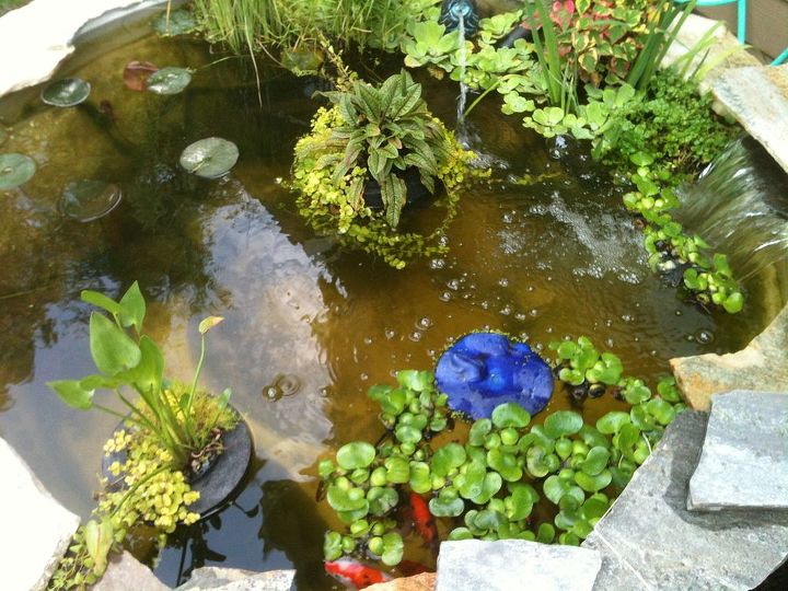 we have a hot tub turned into a pond great addition to my backyard paradise, outdoor living, ponds water features