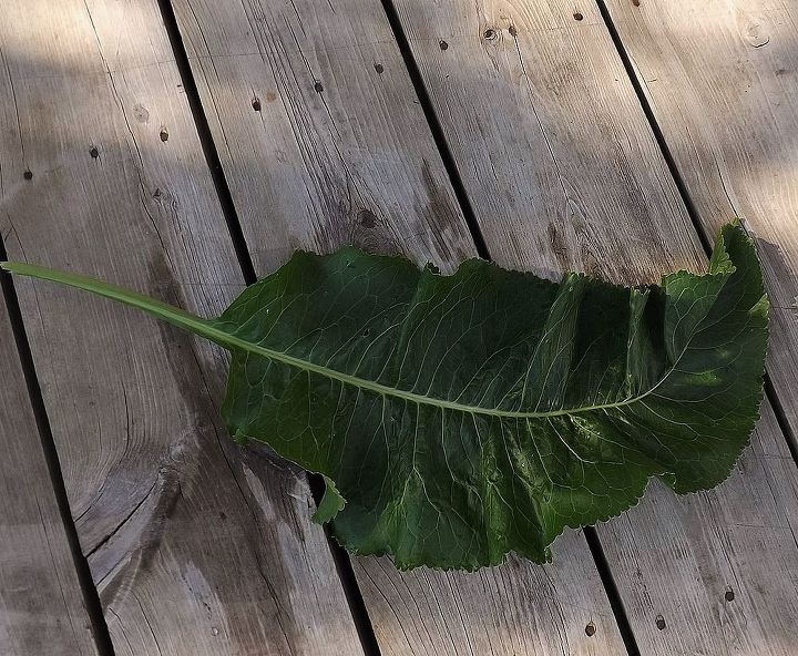 esta planta crece junto a nuestro ruibarbo alguien sabe qu es