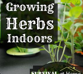 growing herbs indoors, gardening, You can have a thriving herb garden right in your own kitchen or sun room or living room heck put it anywhere you like
