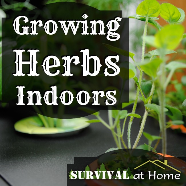 growing herbs indoors, gardening, You can have a thriving herb garden right in your own kitchen or sun room or living room heck put it anywhere you like