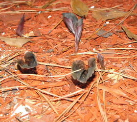 Can anyone identify these plants?