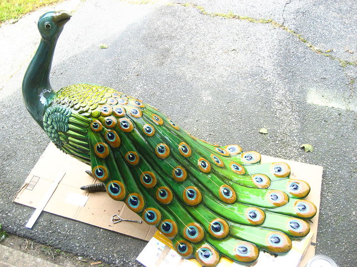 a peacock in the backyard, outdoor living