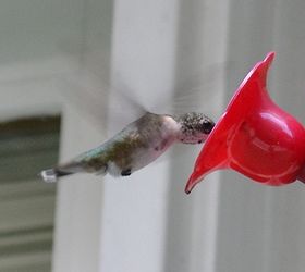 caring for hummingbirds through the winter, outdoor living, pets animals, As a reward for your loyalty you will get the pleasure of seeing those rare species as they pass through on their way to warmer weather Now that s a way to pass a winter s day