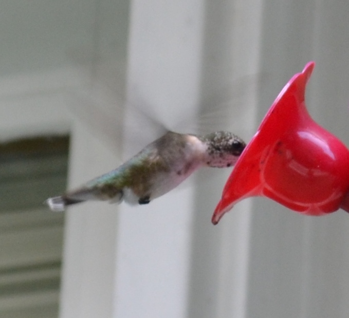 caring for hummingbirds through the winter, outdoor living, pets animals, As a reward for your loyalty you will get the pleasure of seeing those rare species as they pass through on their way to warmer weather Now that s a way to pass a winter s day