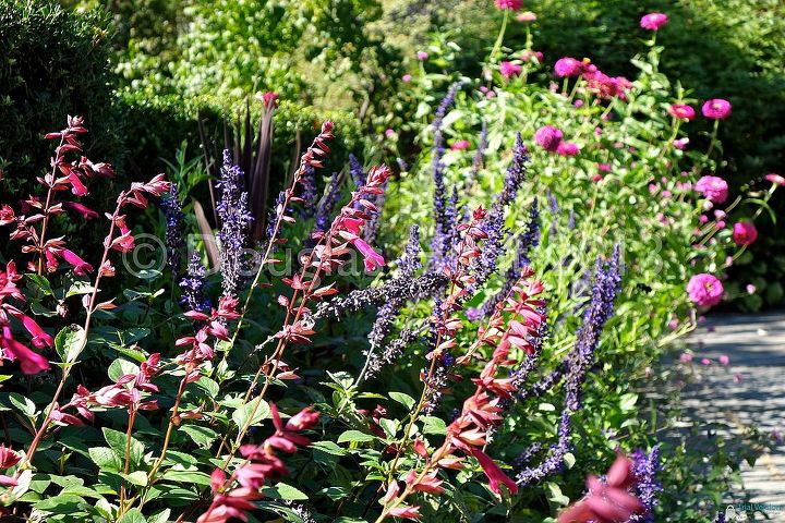 a visit to central park s conservatory garden, gardening, Two salvias Wendy s WIsh and Indigo Spires with zinnias in the background