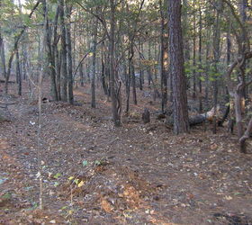 wooded slope needs attention, landscape, Cleaned underbrush can make a difference
