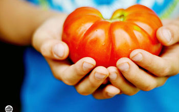 Consejos para el cultivo de grandes tomates