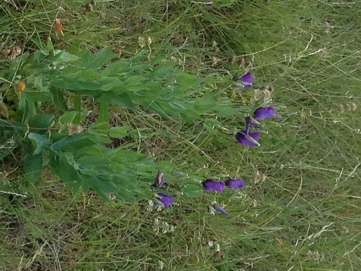 reconoce esta planta, Realmente no crecen de lado Imaginemos