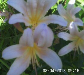 just some of the flowers in our yard, flowers, gardening, Surprise Lily