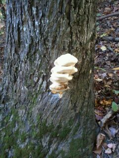 q growth on hickory tree