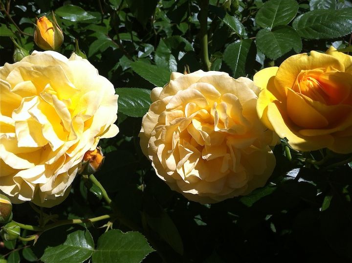 garden tour my soulful home, flowers, gardening, outdoor living, Henry Fonda roses