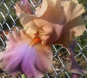 flowers in my gardens, flowers, gardening, This iris was new to my garden last Spring