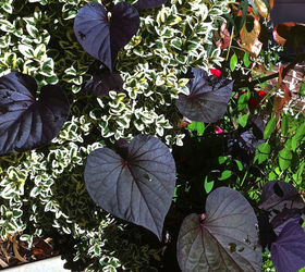 is your heart in the garden try these heart shaped plants, container gardening, flowers, gardening, hydrangea, I have three favorite Sweet Potato Vines This one is Black Heart another one for the Black Plant List