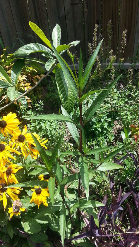 please help me identify these plants if you can, gardening