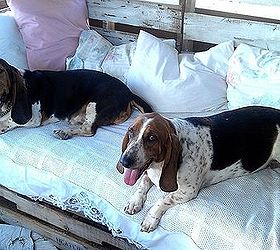 my ranch style rustic pallet daybed, diy, outdoor furniture, outdoor living, painted furniture, pallet, repurposing upcycling, rustic furniture, woodworking projects, This bed has been a rest stop for many a dog