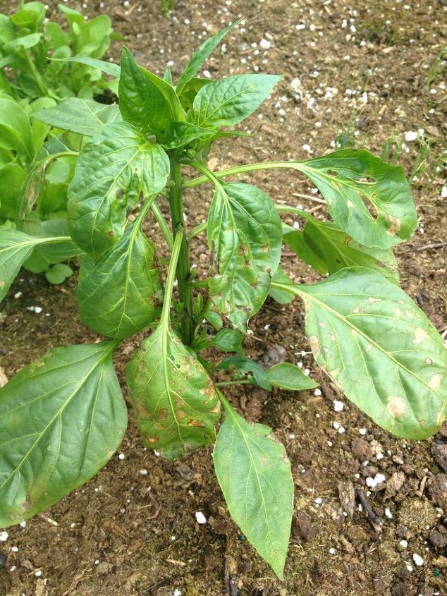it has these brown burnt looking spots and some holes in the leaves w, gardening