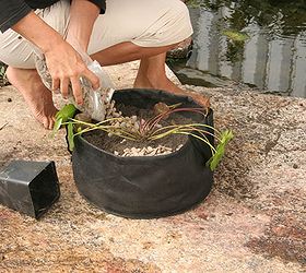 how to plant a waterlily, container gardening, gardening, ponds water features, Spread river rocks or similar across the top of the soil This keeps soil from escaping into the pond