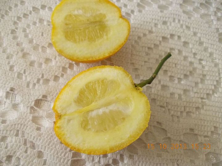 could someone please tell me what fruit this is, gardening