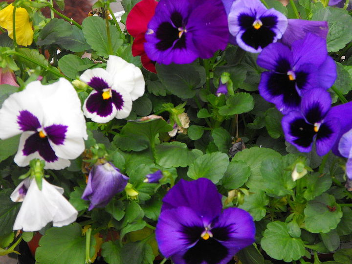 spring, container gardening, easter decorations, flowers, gardening, seasonal holiday d cor, Love pansies